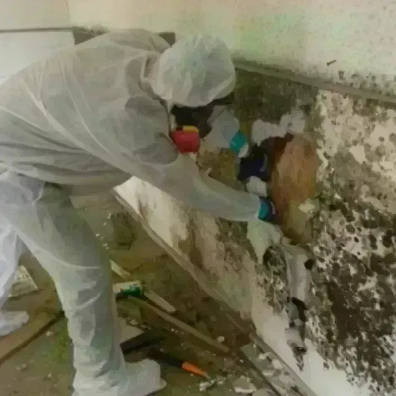 Mold Remediation and Removal in Rossville, IL